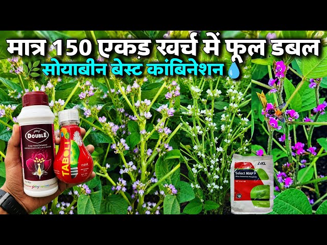 How to Double Flowers and Pods in Soybean?🌱Best PGR Spray🌿How to Increase Flowering in Soybeans