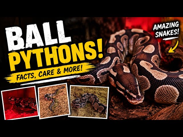 🔥 My Ball Python Explained | Cool Facts & Care Tips
