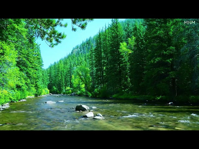 Beautiful sounds of the forest, birds chirping, calming river sound, soothing paradise