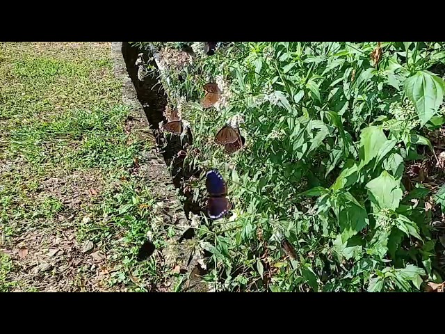 茂林國家風景區賞蝶最新蝶況113 10 23
