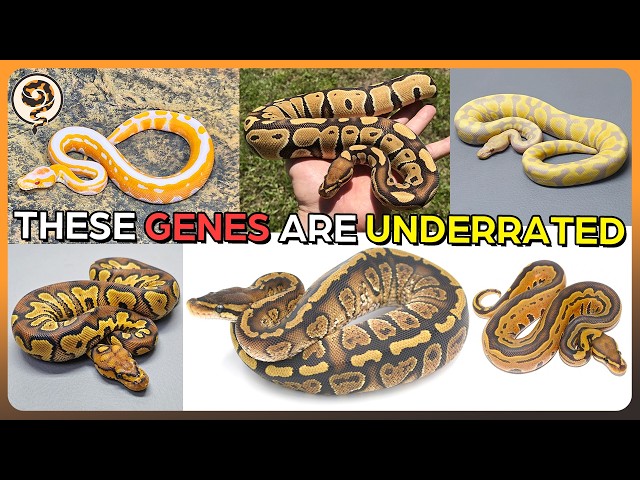 Here are 5 of the Most Underrated Ball Python Genetics! (It's actually 7)