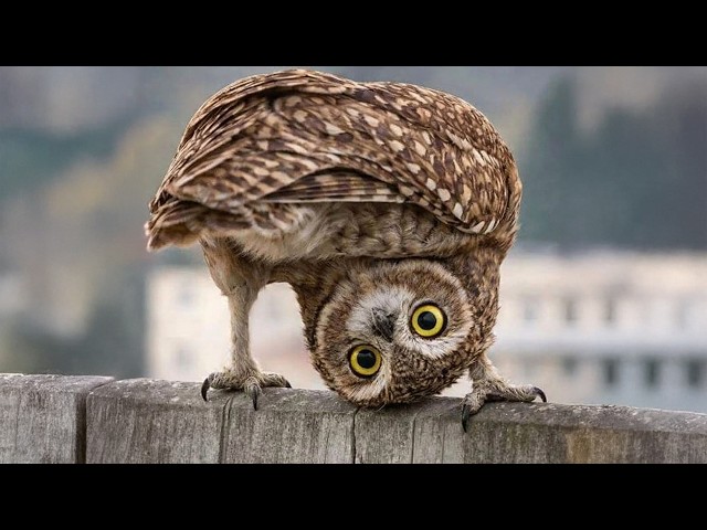 Owls Are so Funny and Seriously Underrated 🤣