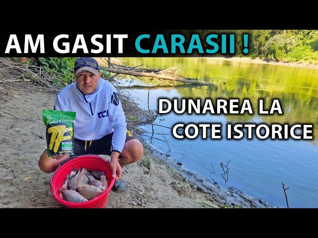 Danube crucian carp at historic levels!