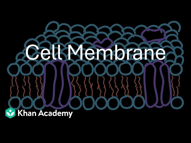 Cell Membrane | Cell: The unit of life | Grade 11 | Biology | Khan Academy