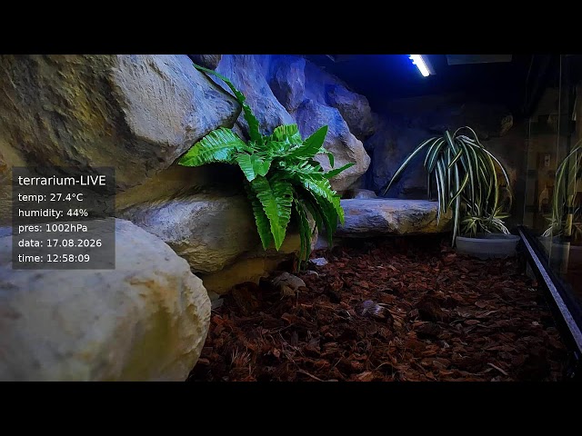 terrarium-LIVE 🔴 17/08/2026 🐍 Ball Python Regius Snake