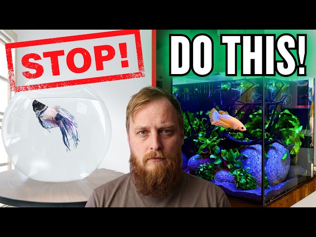 10 Things We're Doing WRONG With Betta!