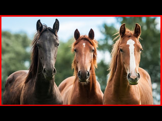 Sonidos de Caballos galopando y relinchando