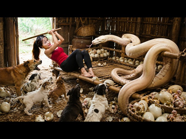 72 Hours Full Process: Giant White Python Crawls Onto Her Bed — Can the Dogs Save Her in Time?