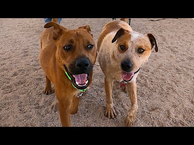 Dog TV Daycare for Fridays