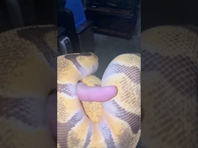 Super Enchi OD dh clown/hypo #petsnake #reptiles #ballpythonmorph #ballpythons #pythonpatrol