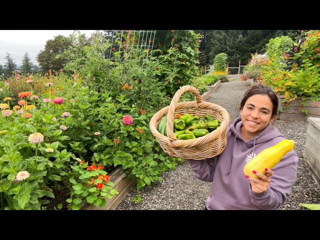 Late August Garden Tour: Massive Onions, Volunteer Potatoes & Fall Surprises