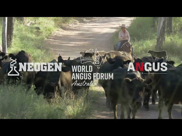 See where Angus cattle are raised among gum trees and kangaroos