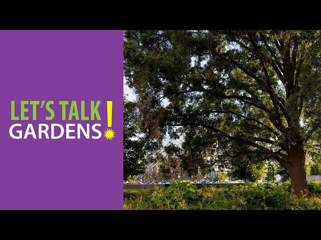 Amazing Oaks—A Look at Our National Tree