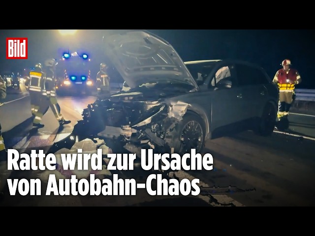 Alles wegen einer Ratte!: Kuriose Unfall-Kette legt A31 lahm