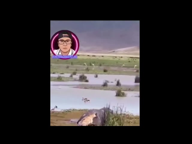 COMPILATION OF FUNNY DUBBING FROM QUILLERO DUBBING