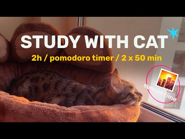 2 HOURS ||  2x50 min || pomodoro study timer || FOCUS with a REAL cat