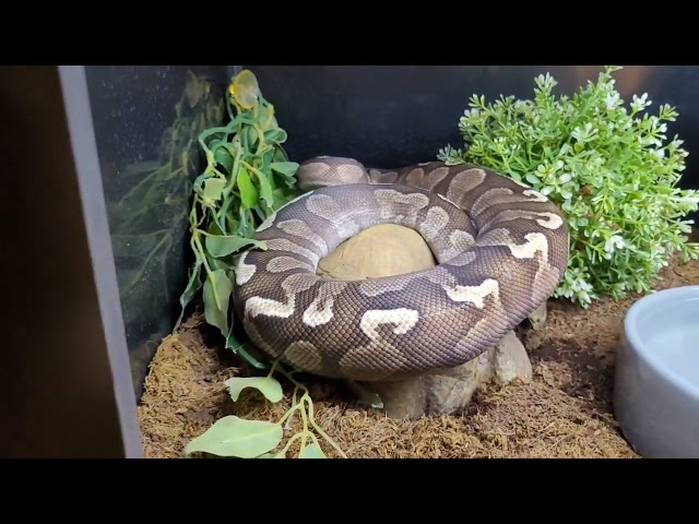 Meet all my reptiles+enclosure setup. And my pet dinosaur #ballpython #snake #monitorlizard