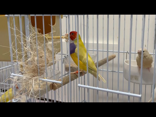 Gouldian Finch making their Nest