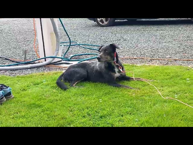 freddo not bothered about his ball either 🙄