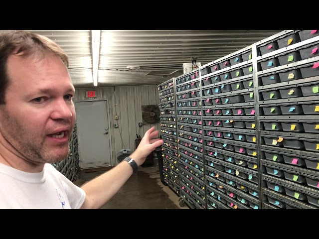 Ball Pythons 2019 #2  Breeding Facility Ball Python room tour