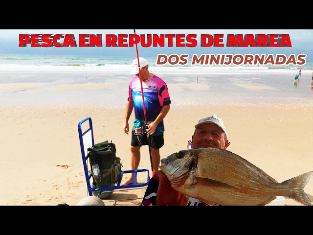 SURFCASTING FISHING: TWO TIDE TURNS FOR GILT-HEAD BREAM