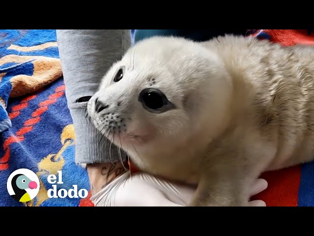 Cría de foca valiente se mejora y lleva a sus amigos de regreso a casa | El Dodo