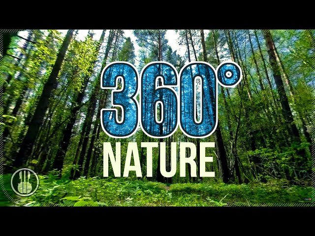 Sunny Morning in a Pine Forest - 360 Degree Nature Video.
