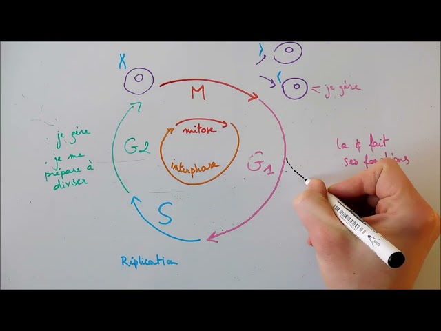 The Cell Cycle