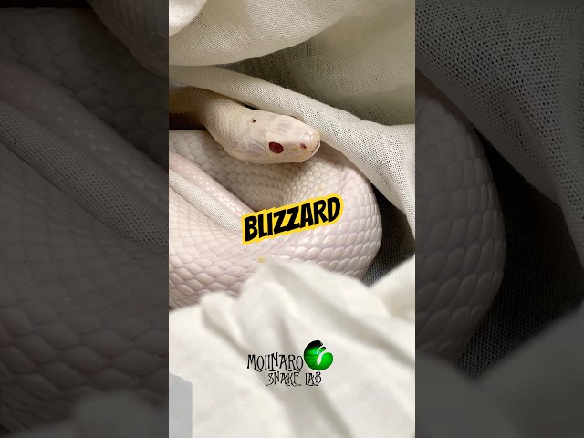 Beautiful Blizzard! #molinarosnakelab #cornsnake #blizzard #pets #snakepet #witchy #whitesnake #diy