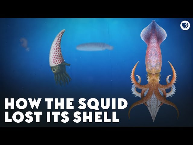 How the Squid Lost Its Shell