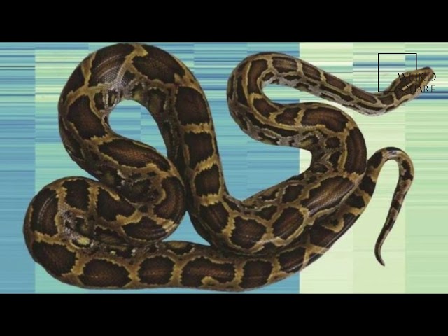 Interesting facts about python by weird square