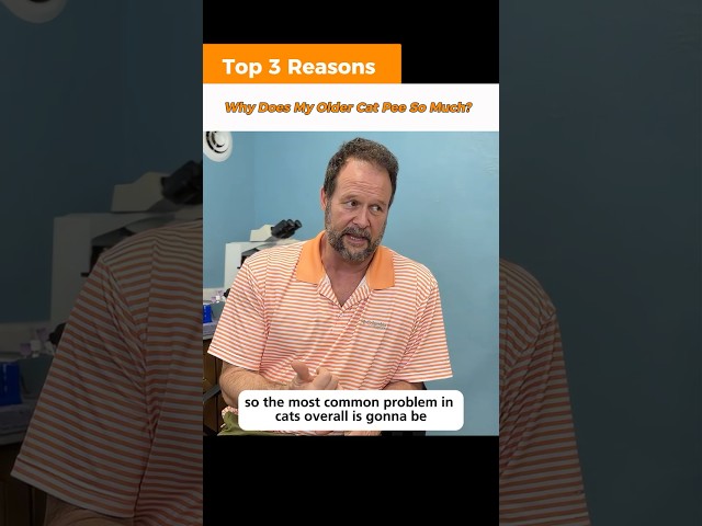 Excessive Cat Peeing? Learn Why with Marc Smith, DVM, MS