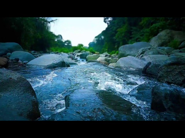 Slow Flow River Ambience Sleep Music + Soft Native Bird Calls For Relaxation