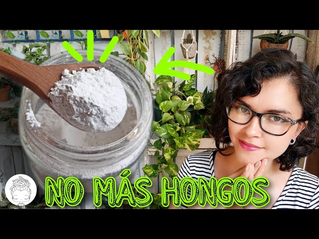 3 USOS DE LA CAL PARA UN JARDÍN MÁGICO/ COMO USAR CAL CORRECTAMENTE 🌵✨💚✨💚🌵