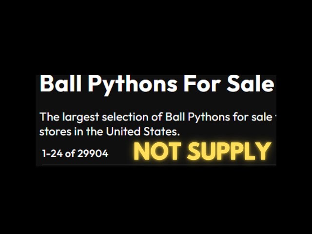 Why Most Ball Python Breeders Misunderstand Supply and Demand