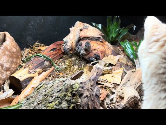 New plants in the ball python terrarium 