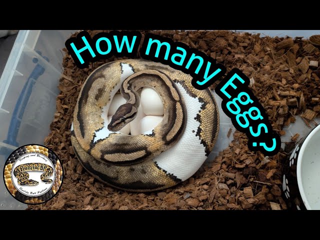 Breeding Ball Pythons! Season Update And Snake Eggs!