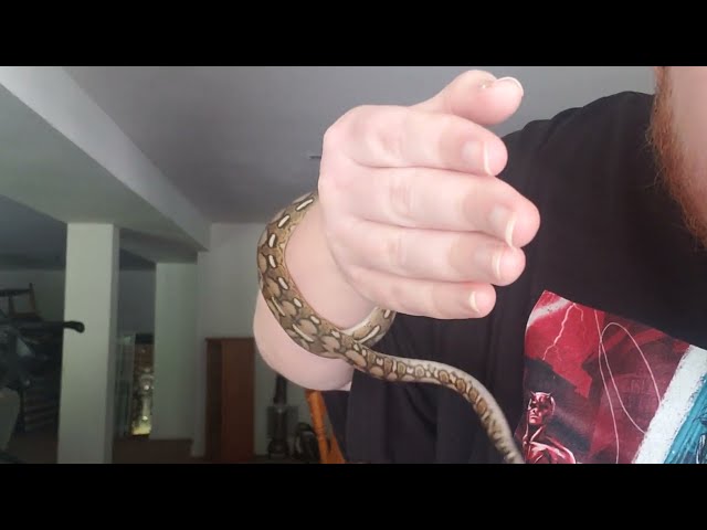 My baby Tiger Reticulated Python 