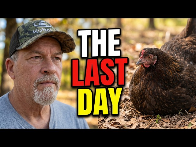 These 4 Hens Have Lived 16 Years