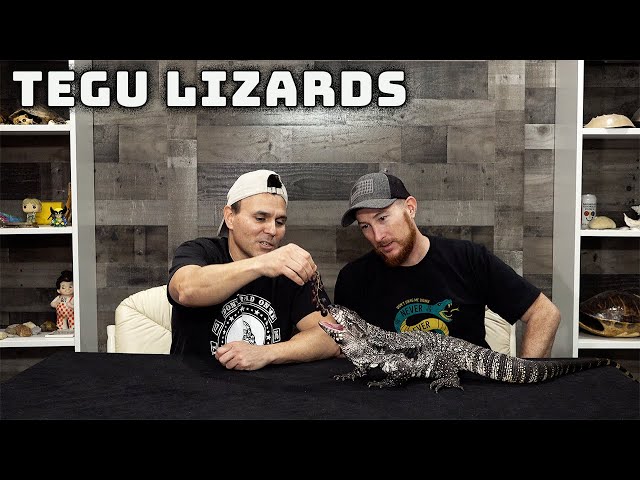 Keeping Tegu lizards as pets