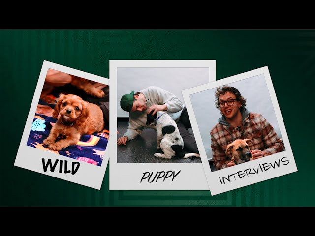 Trending Wild: Wild Puppy Interviews