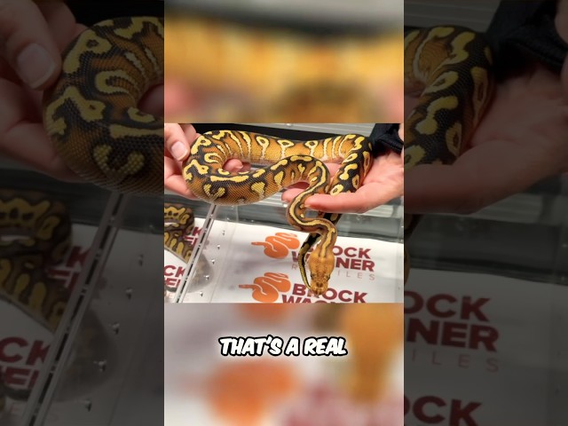 Check out this $20k Bambino Ball Python Morph!