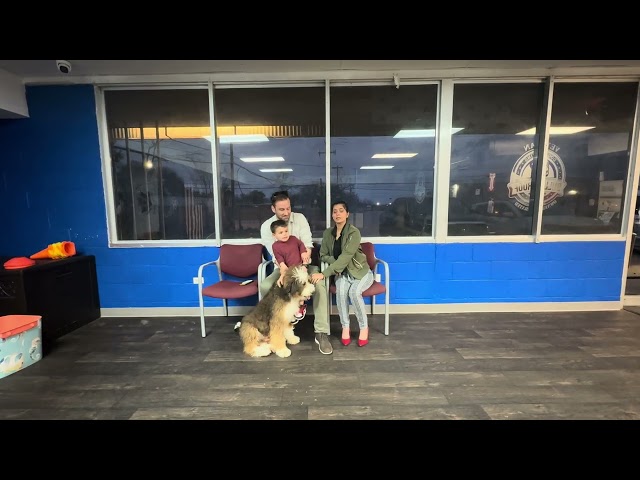 Chewie's Owner Testimonial | Bernedoodle | #boardandtrain #dogtraining #customerreview