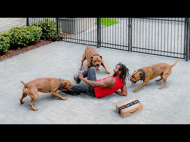 People Who Messed With the Wrong Guard Dogs