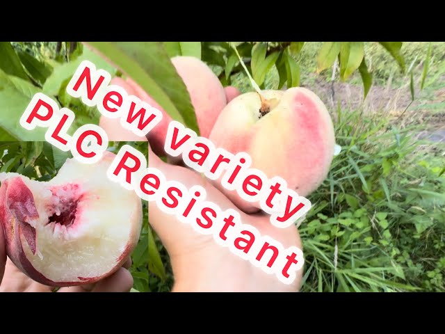 New Large Peach Variety from my Breeding Project PLC & ￼Disease Resistant for PNW! 