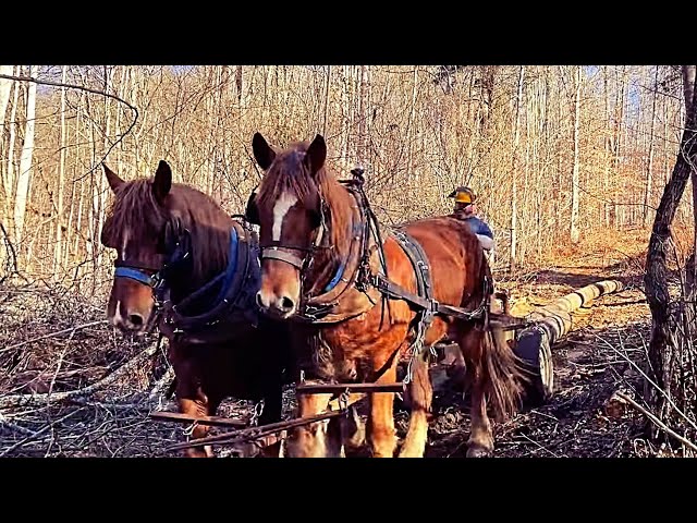 Amazing Horse Power, Draft Horses Logging In The Virginia Mountains