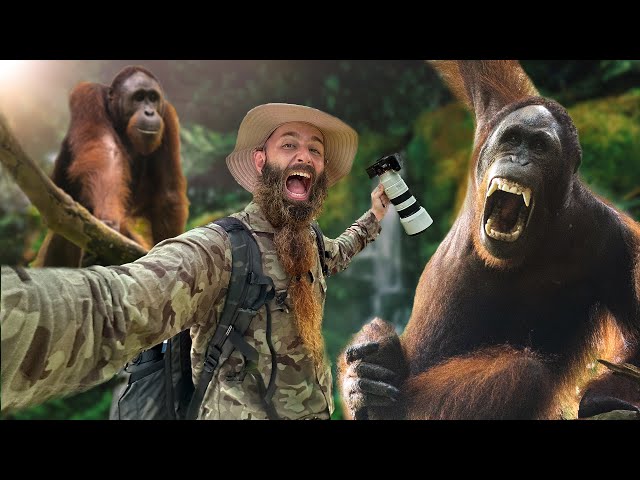 Viaje a BORNEO en Malasia, en busca de ORANGUTANES  🦧