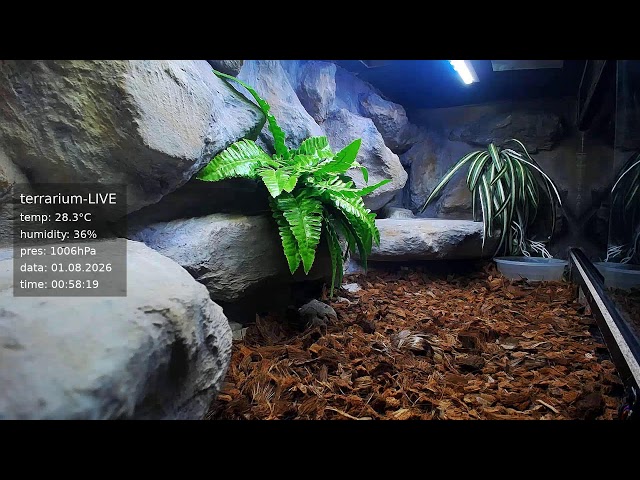 terrarium-LIVE 🔴 01/08/2026 🐍 Ball Python Regius Snake