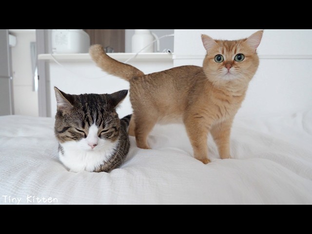 Here’s the mom cat grooming dad cat while the kitten sleeps…