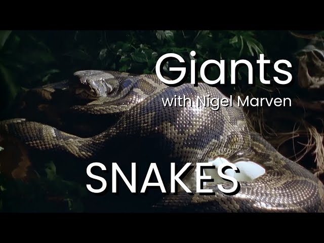 Snakes with Nigel Marven | Giants [1999]